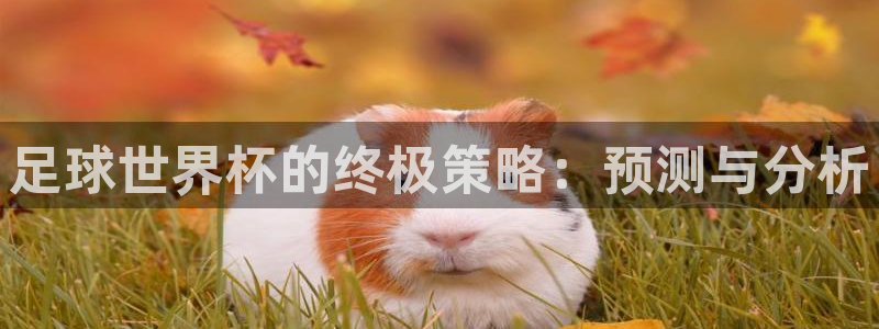 世界杯直播网：足球世界杯的终极策略：预测与分析