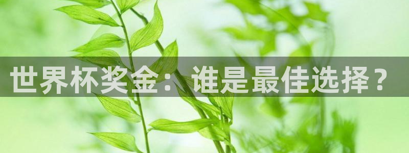 2026世界杯32强对阵图表：世界杯奖金：谁是最佳选择？