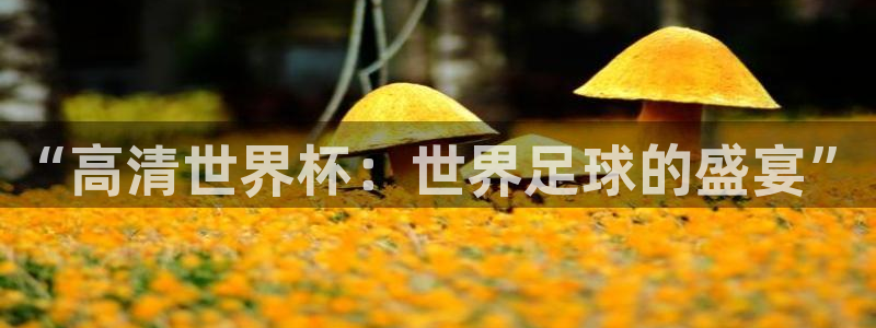 欧联杯直播：“高清世界杯：世界足球的盛宴”
